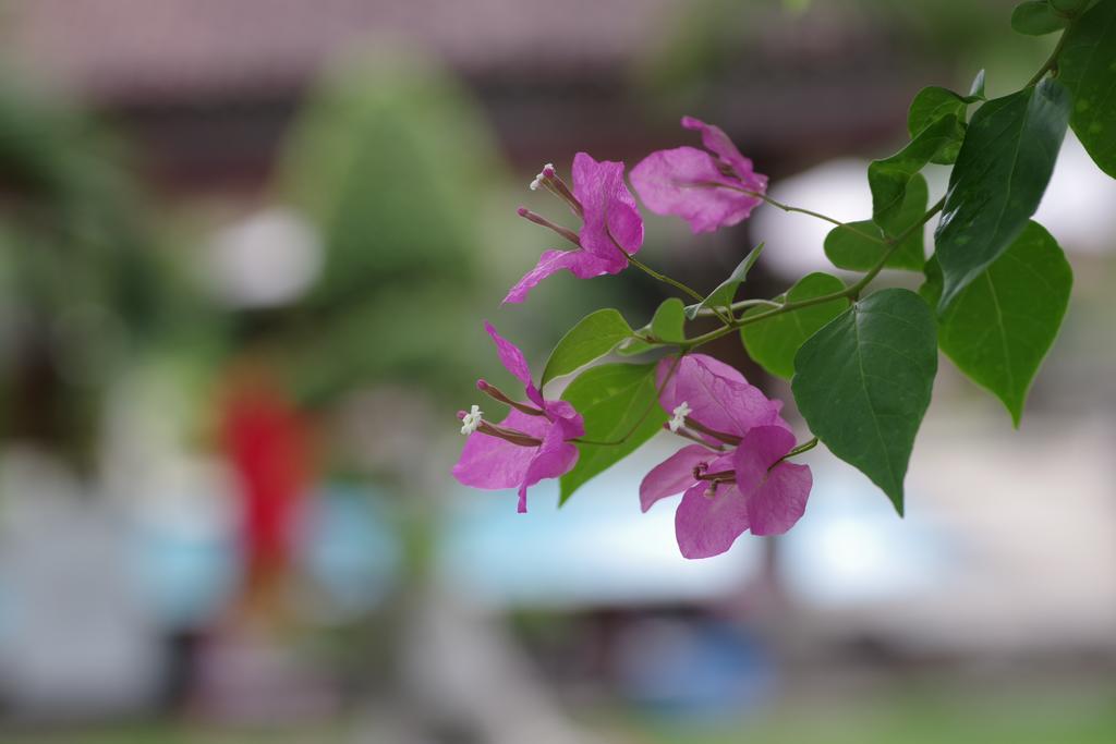 Tirta Sari Bungalow Hotel Pemuteran Buitenkant foto